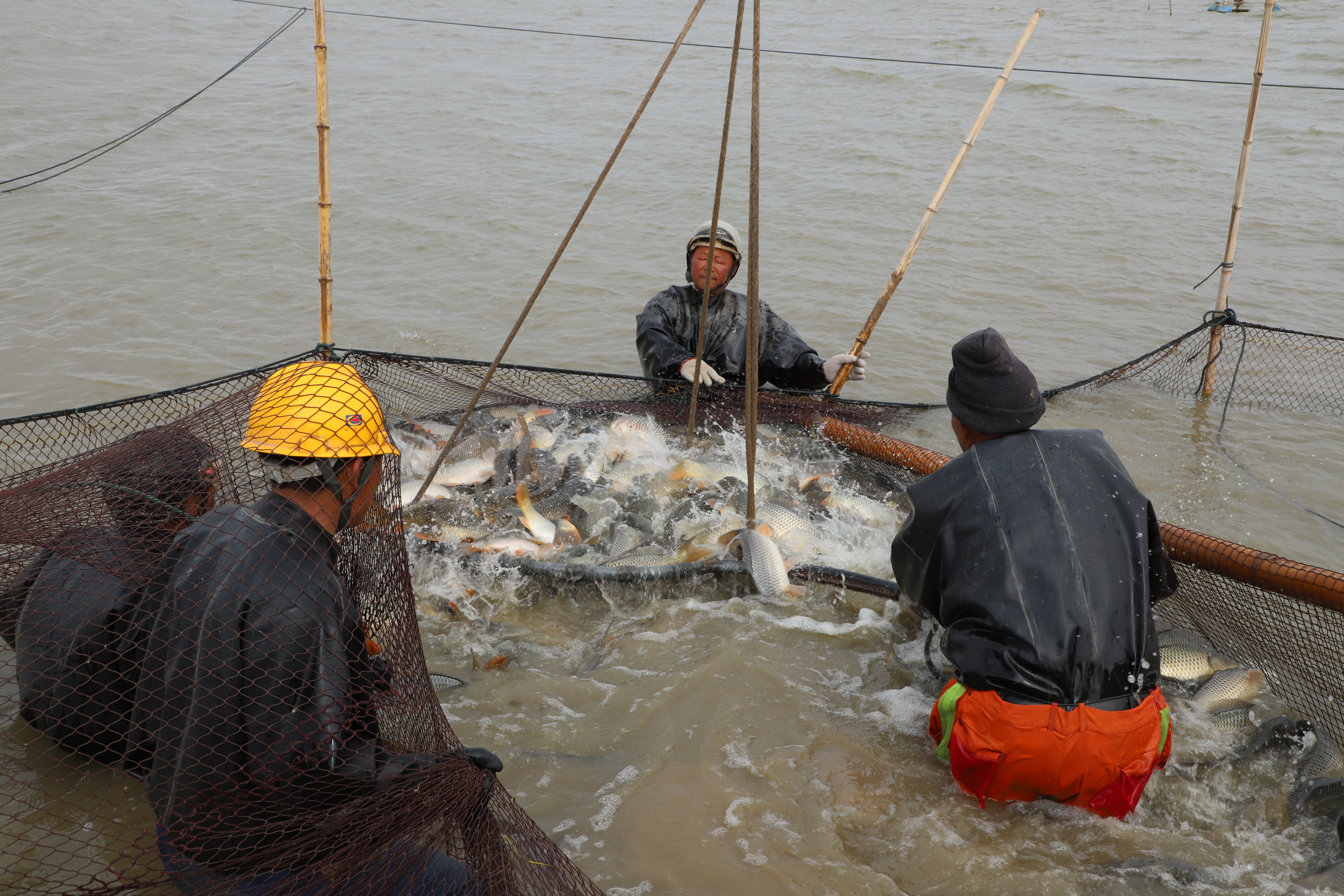 淡水魚(yú)起捕銷售.JPG